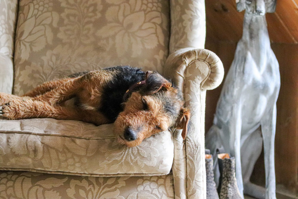 Dog Club Induction